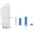 IDH1 Antibody in Western Blot (WB)