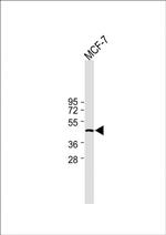 IDH1 Antibody in Western Blot (WB)