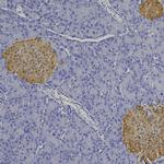 SCGN Antibody in Immunohistochemistry (Paraffin) (IHC (P))