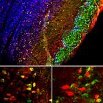 SCGN Antibody in Immunohistochemistry (PFA fixed) (IHC (PFA))