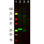 SCGN Antibody in Western Blot (WB)