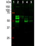 Tau Antibody in Western Blot (WB)