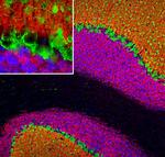 VSNL1 Antibody in Immunohistochemistry (PFA fixed) (IHC (PFA))