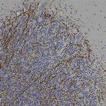 CNPase Antibody in Immunohistochemistry (Paraffin) (IHC (P))