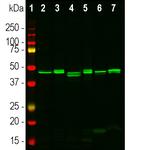 CNPase Antibody in Western Blot (WB)