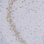 NeuN Antibody in Immunohistochemistry (Paraffin) (IHC (P))