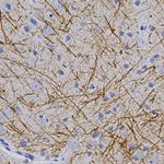 MBP Antibody in Immunohistochemistry (Paraffin) (IHC (P))