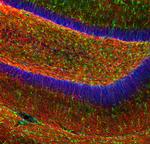 MBP Antibody in Immunohistochemistry (Paraffin) (IHC (P))