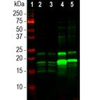 MBP Antibody in Western Blot (WB)