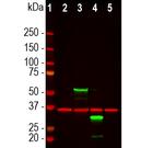 mCherry Antibody in Western Blot (WB)