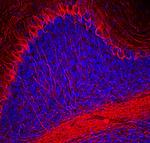 NF-H Antibody in Immunohistochemistry (PFA fixed) (IHC (PFA))