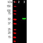 Cas9 Antibody in Western Blot (WB)