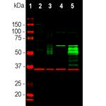 c-Fos Antibody in Western Blot (WB)