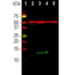 FABP7 Antibody in Western Blot (WB)