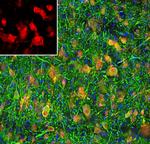 NeuN Antibody in Immunohistochemistry (PFA fixed) (IHC (PFA))