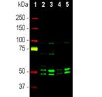 NeuN Antibody in Western Blot (WB)