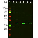 Galectin 3 Antibody in Western Blot (WB)