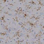 IBA1 Antibody in Immunohistochemistry (Paraffin) (IHC (P))