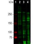 Laminin Antibody in Western Blot (WB)