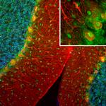 SCGN Antibody in Immunohistochemistry (PFA fixed) (IHC (PFA))