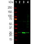 SCGN Antibody in Western Blot (WB)