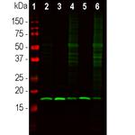 beta Synuclein Antibody in Western Blot (WB)