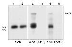 Phospho-c-Abl (Tyr245) Antibody in Western Blot (WB)