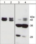 Phospho-Actin (Tyr53) Antibody in Western Blot (WB)