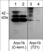 Phospho-p41-ARCb (Thr21) Antibody in Western Blot (WB)