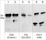 Phospho-Crk (Tyr251) Antibody in Western Blot (WB)