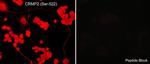 Phospho-CRMP2 (Ser522) Antibody in Immunocytochemistry (ICC/IF)