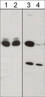 Phospho-CRMP2 (Ser522) Antibody in Western Blot (WB)