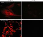 Phospho-CRMP2 (Thr555) Antibody in Immunocytochemistry (ICC/IF)