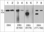 Phospho-MAPRE3 (Ser176) Antibody in Western Blot (WB)