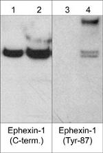 NGEF Antibody in Western Blot (WB)