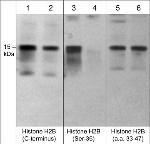 Histone H2B Antibody in Western Blot (WB)