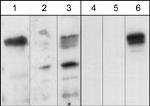 Plexin-A1 Antibody in Western Blot (WB)