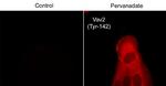 Phospho-VAV2 (Tyr142) Antibody in Immunocytochemistry (ICC/IF)