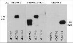 VEGF Receptor 2 Antibody in Western Blot (WB)