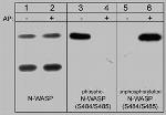 Phospho-N-WASP (Ser484, Ser485) Antibody in Western Blot (WB)