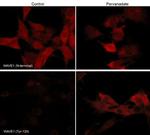 Phospho-WAVE1 (Tyr125) Antibody in Immunocytochemistry (ICC/IF)