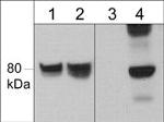 Phospho-WAVE1 (Tyr125) Antibody in Western Blot (WB)