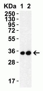 SARS 3CL Protease Antibody in Western Blot (WB)