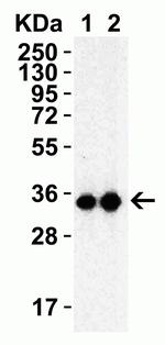 SARS 3CL Protease Antibody in Western Blot (WB)