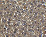 Albumin Antibody in Immunohistochemistry (Paraffin) (IHC (P))