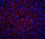 Albumin Antibody in Immunohistochemistry (Paraffin) (IHC (P))