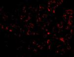 Albumin Antibody in Immunohistochemistry (Paraffin) (IHC (P))