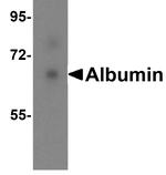 Albumin Antibody in Western Blot (WB)