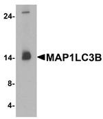 LC3B Antibody in Western Blot (WB)