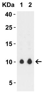 SARS-CoV-2 ORF9c Antibody in Western Blot (WB)